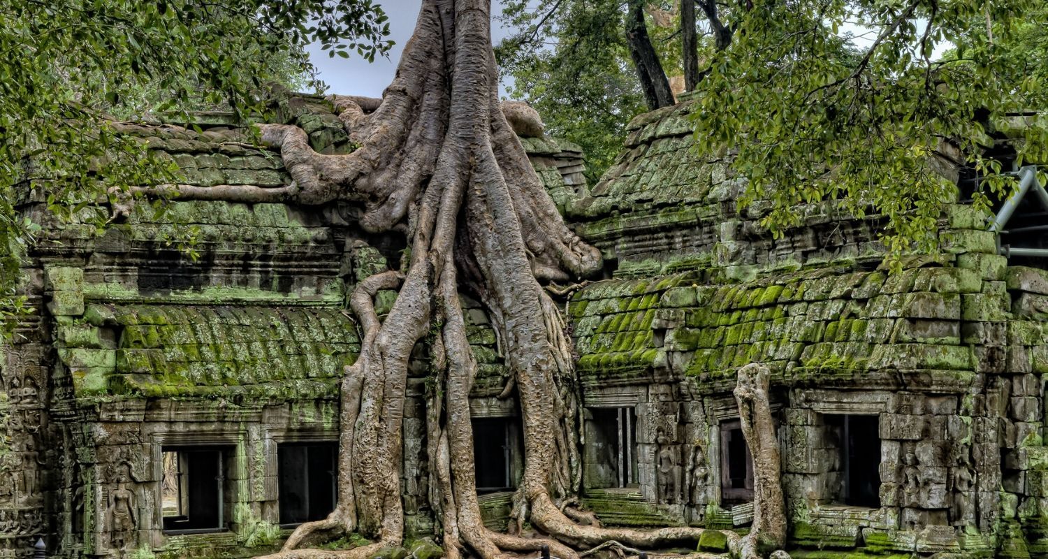 tree roots growing over a house