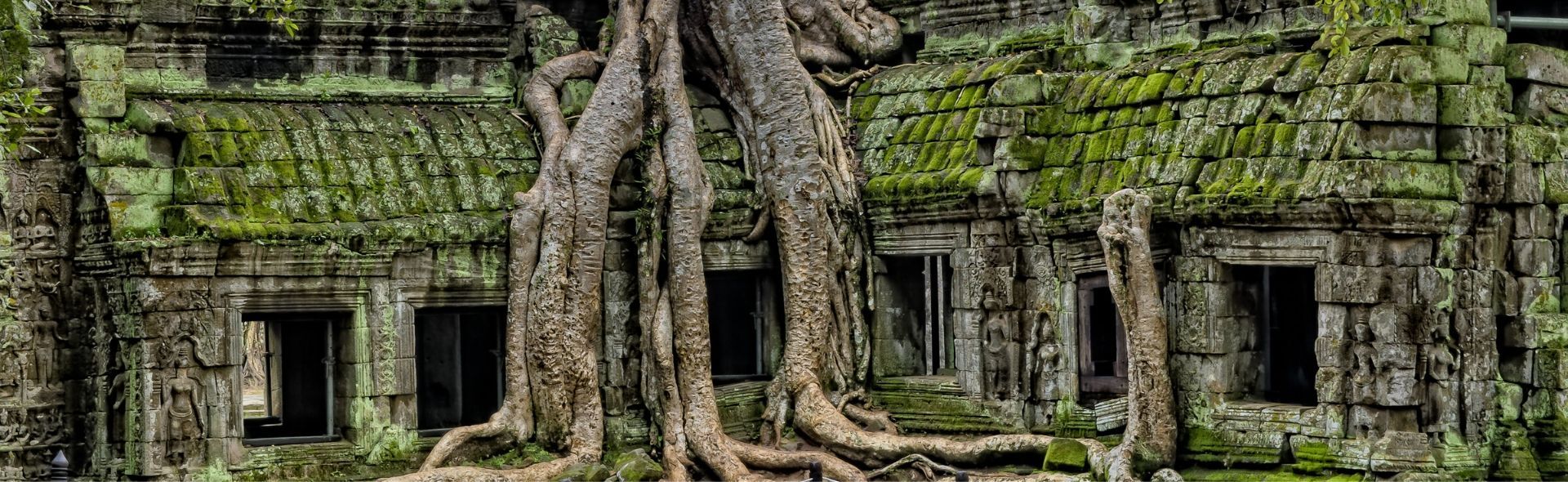 tree roots growing over a building