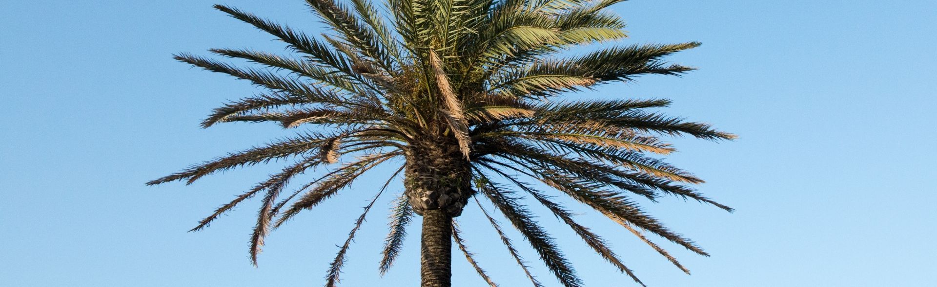 disabled-accommodation-in-playa-de-muro-banner