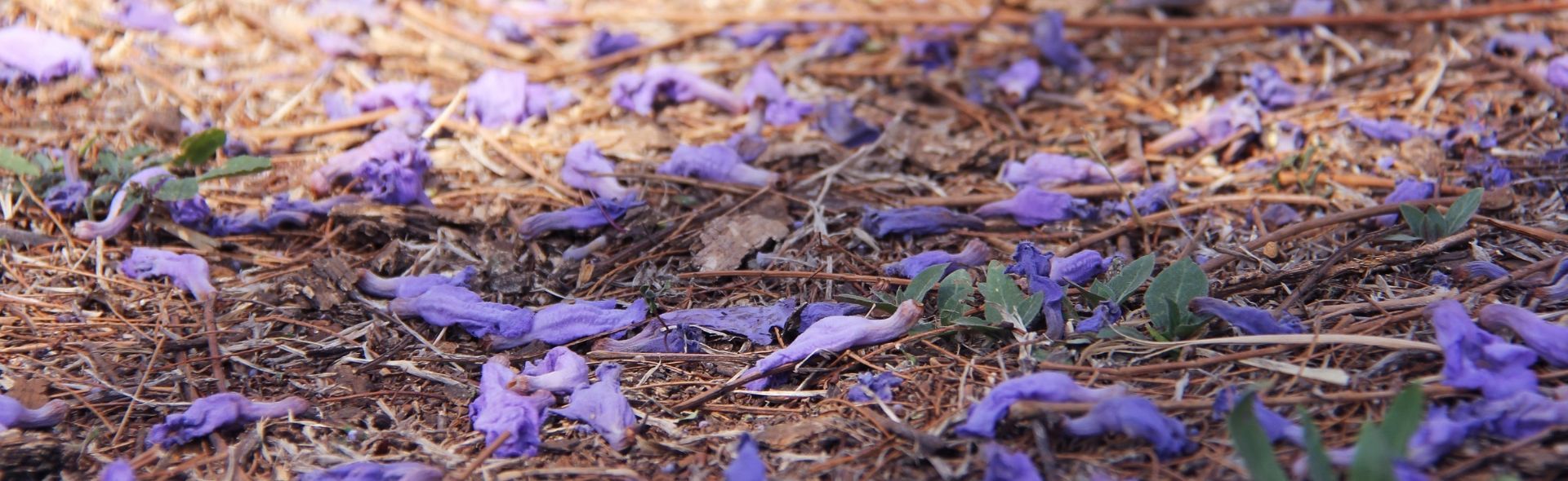 purple flower petals on the ground