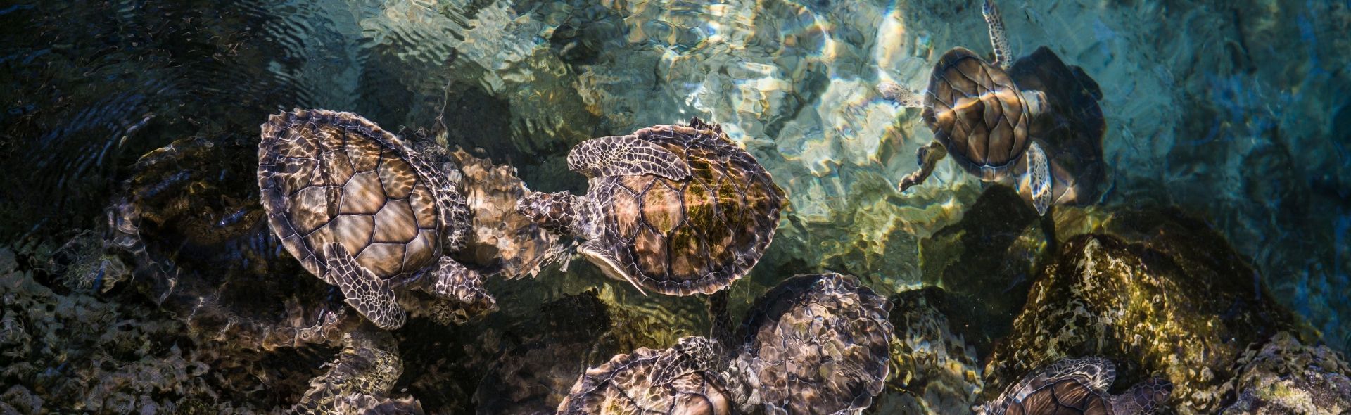 disabled-holidays-in-playa-del-carmen-banner