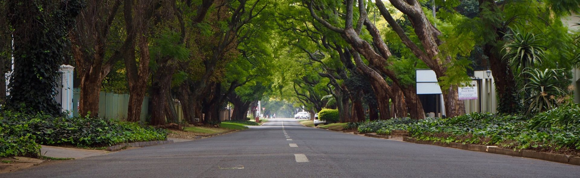 long stretch of road arched by trees