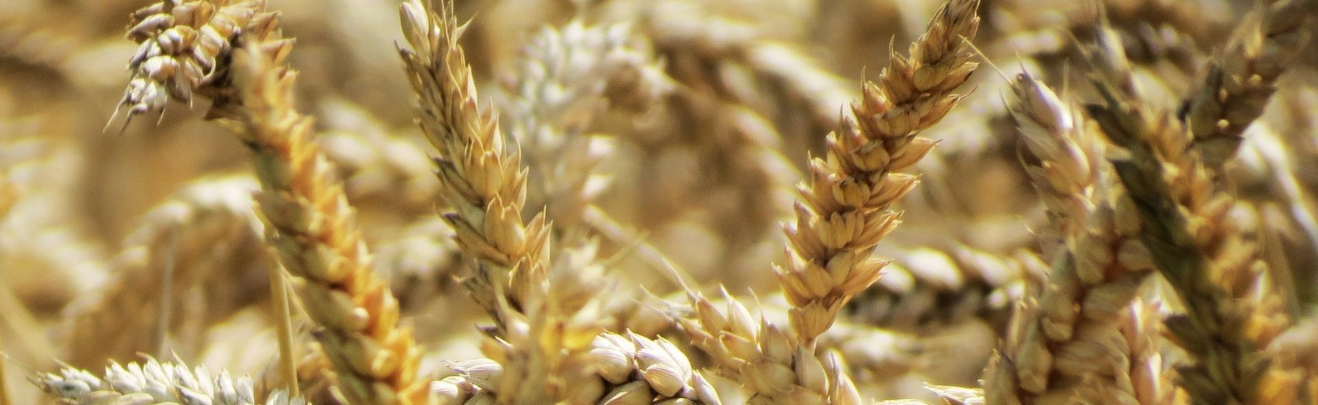 holidays-in-czech-republic-banner