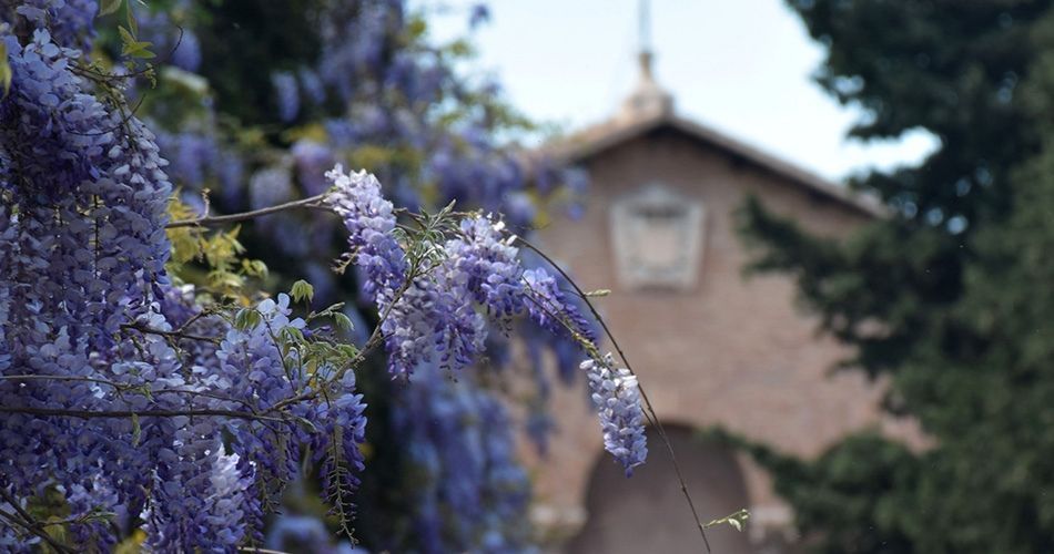 purple flowers with a building in the background