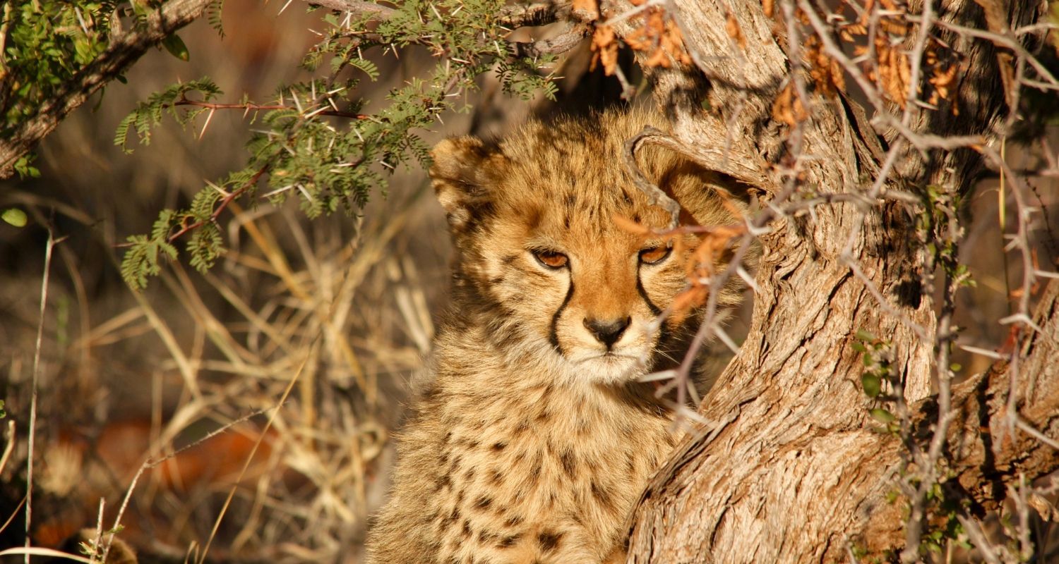 Baby leopard hiding in grass nearby a tree