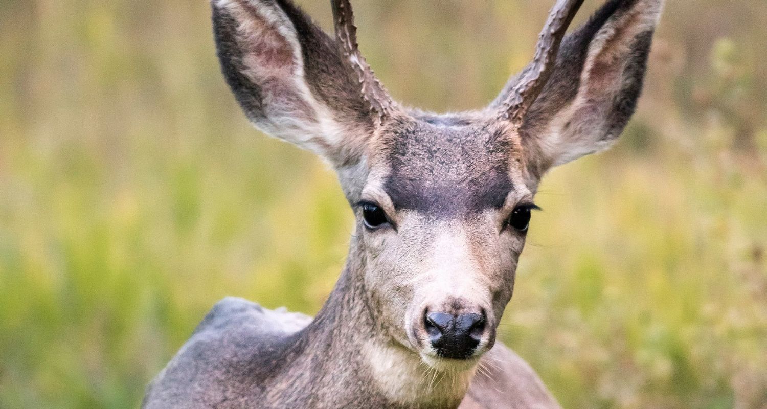 A mighty stag staring right back