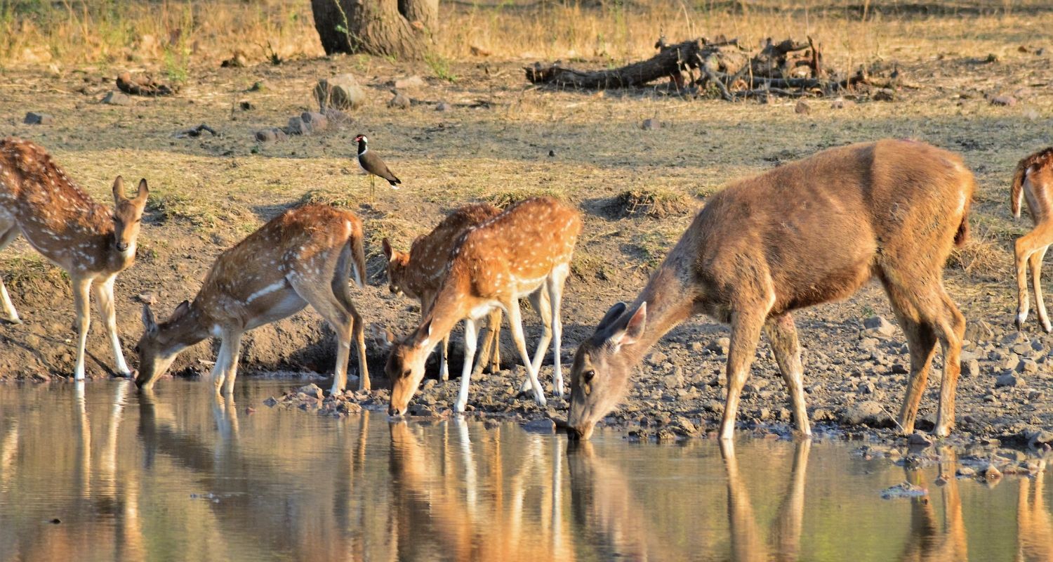Deer drinking from a local watering hole