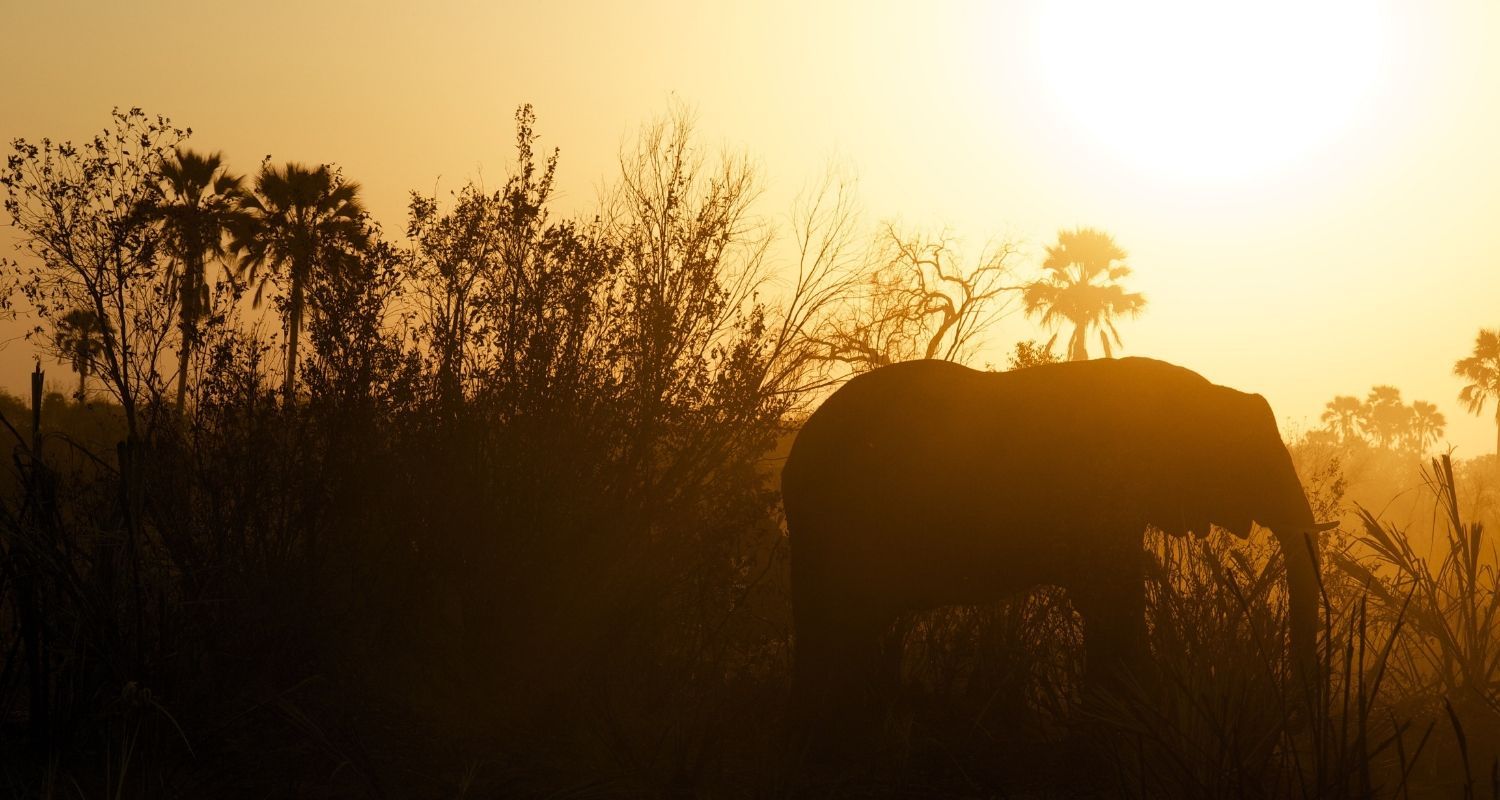 Silhouette of an elephant during the golden hour