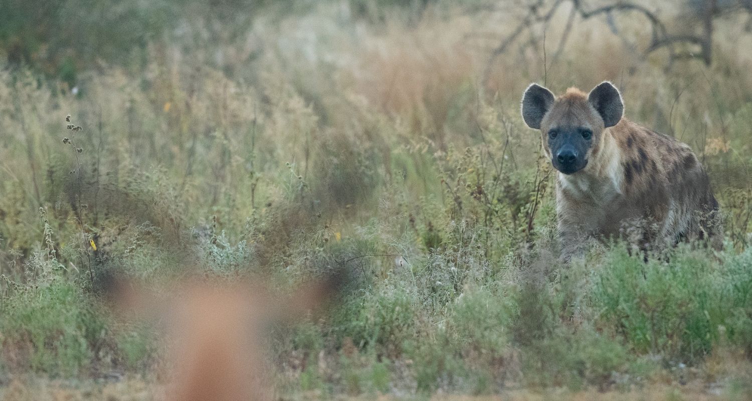 hyena stalking its prey