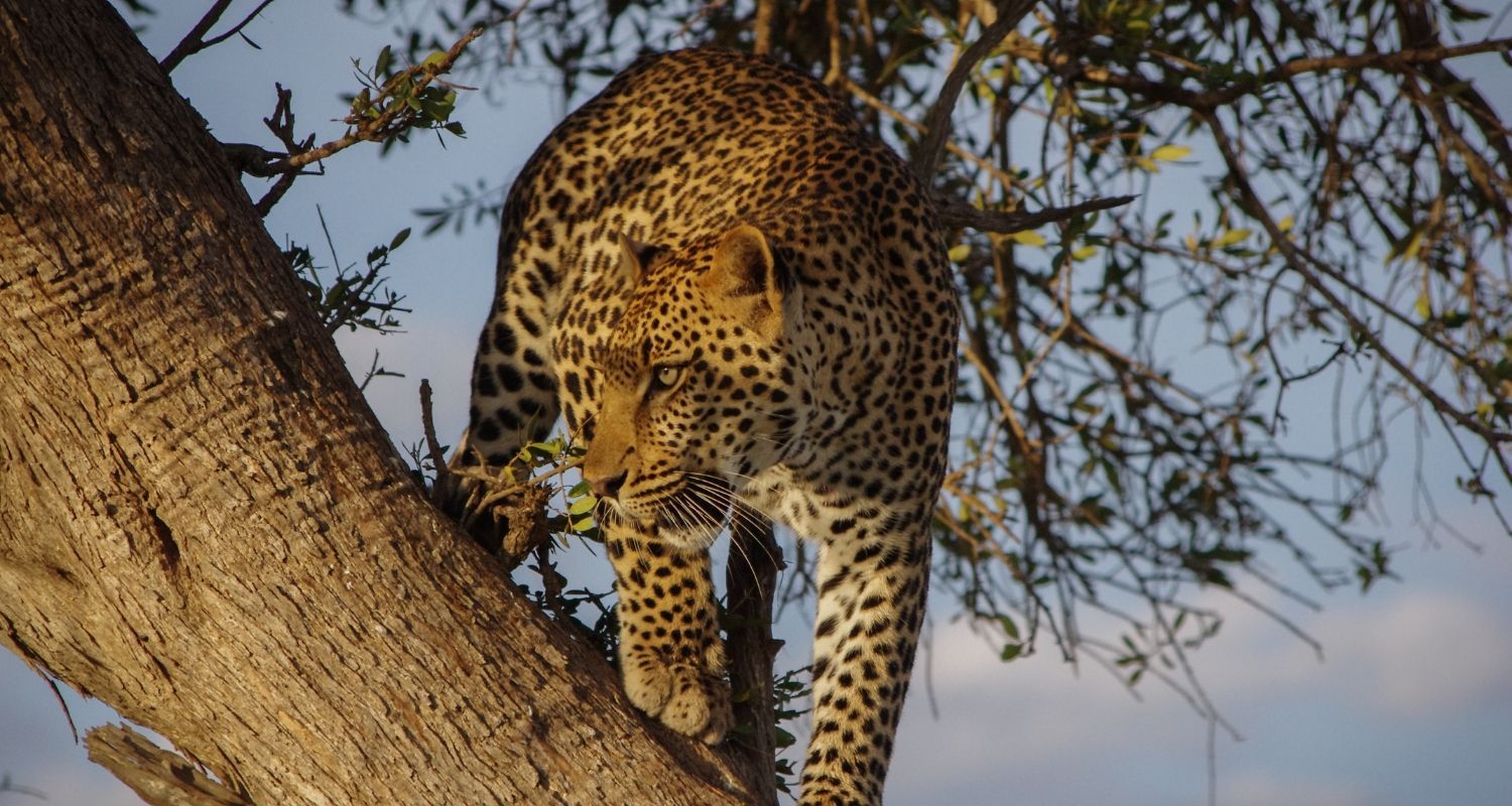 Leopard sitting in a tree