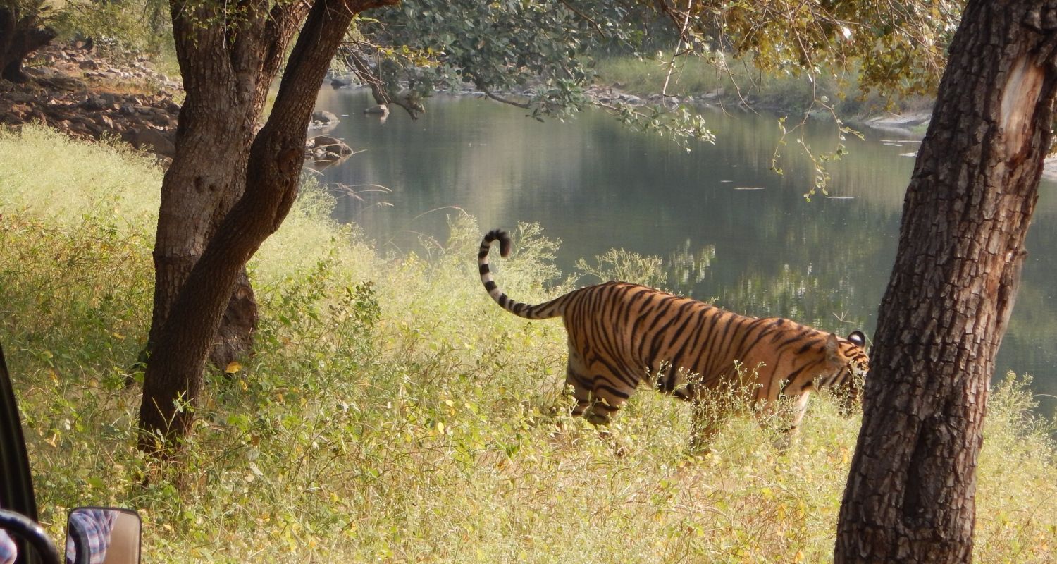 Tiger approaching the water