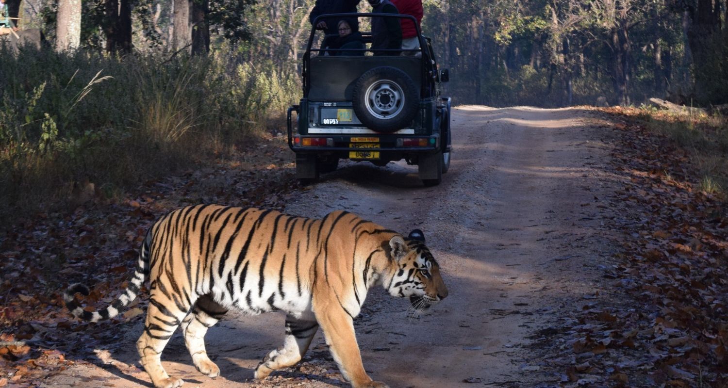 Jeep parked to observe a tiger walking by