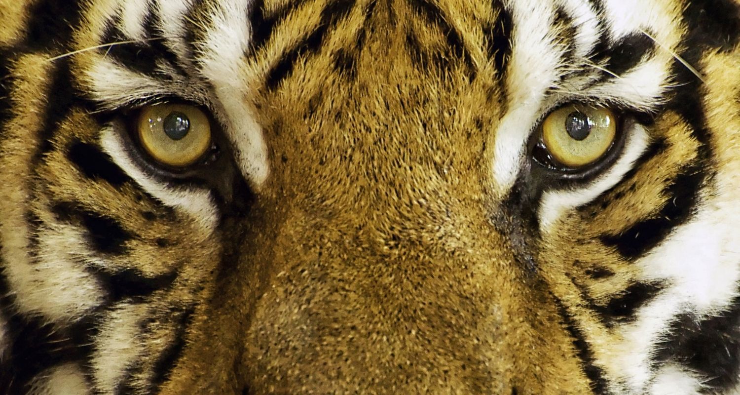 Close up on the tigers face and yellow eyes