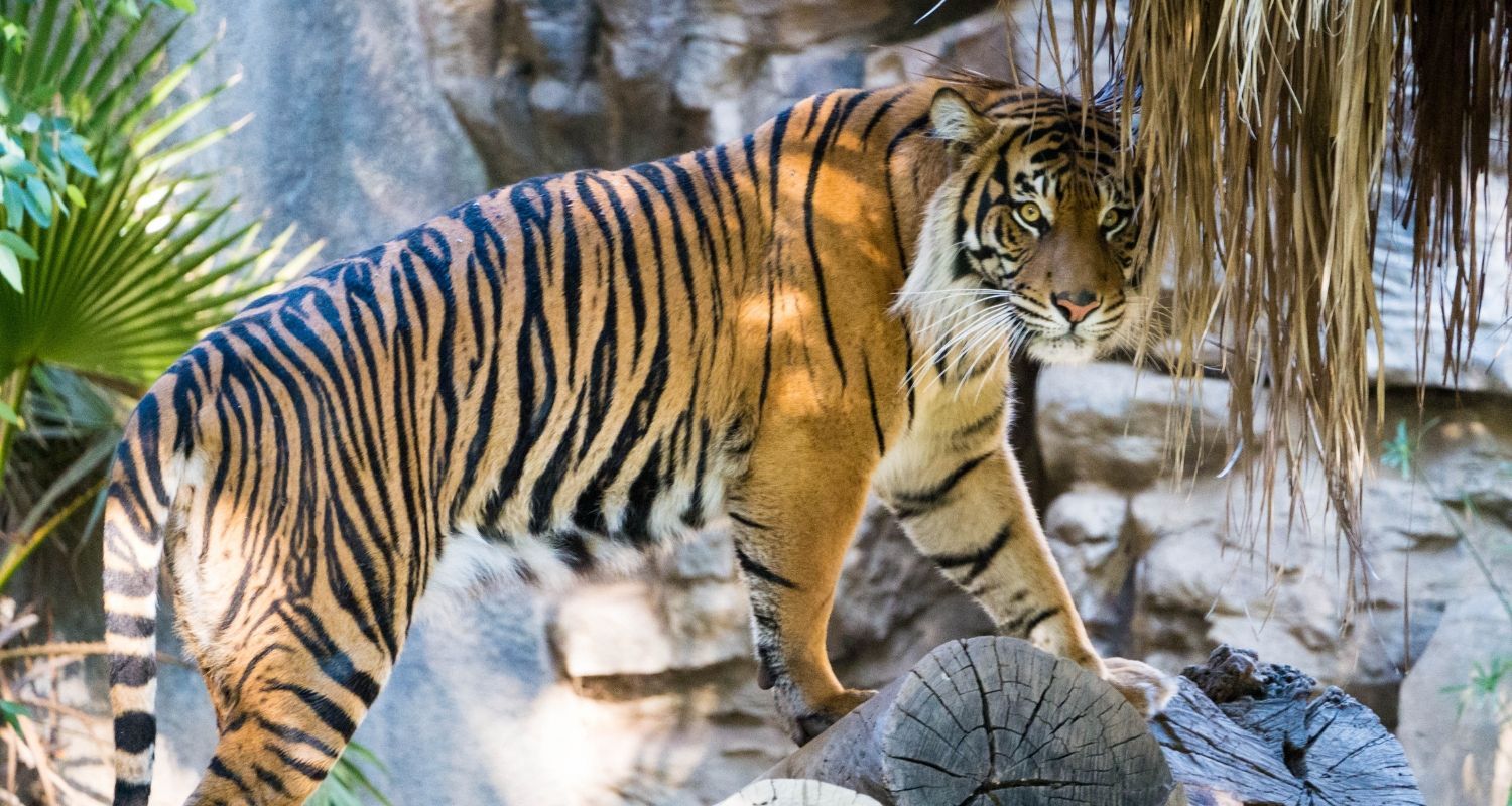 Tiger on top of some rocks looking directly at you