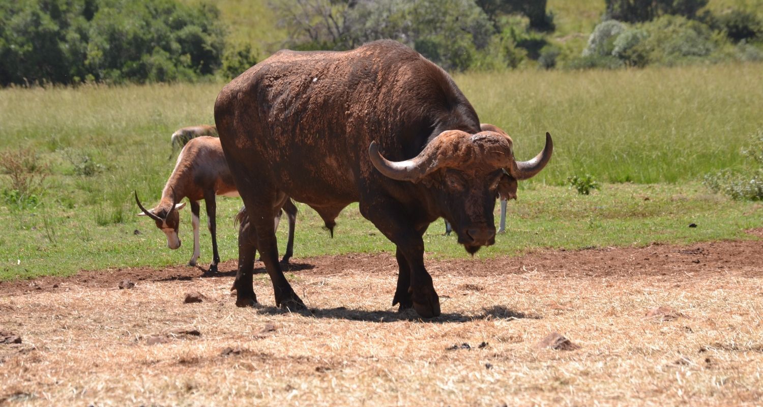 buffalo covered in mud