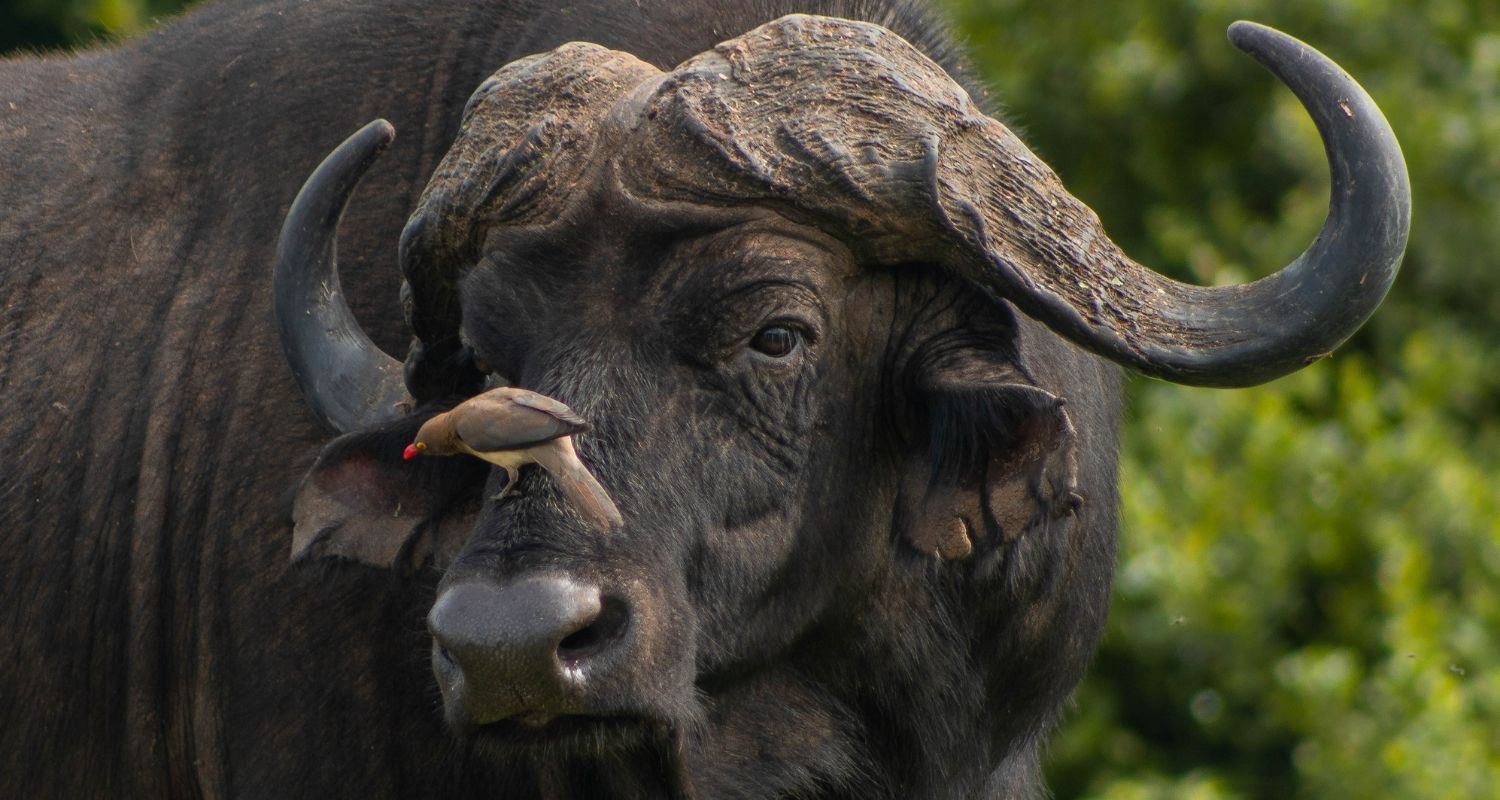 buffalo with a little bird on its nose