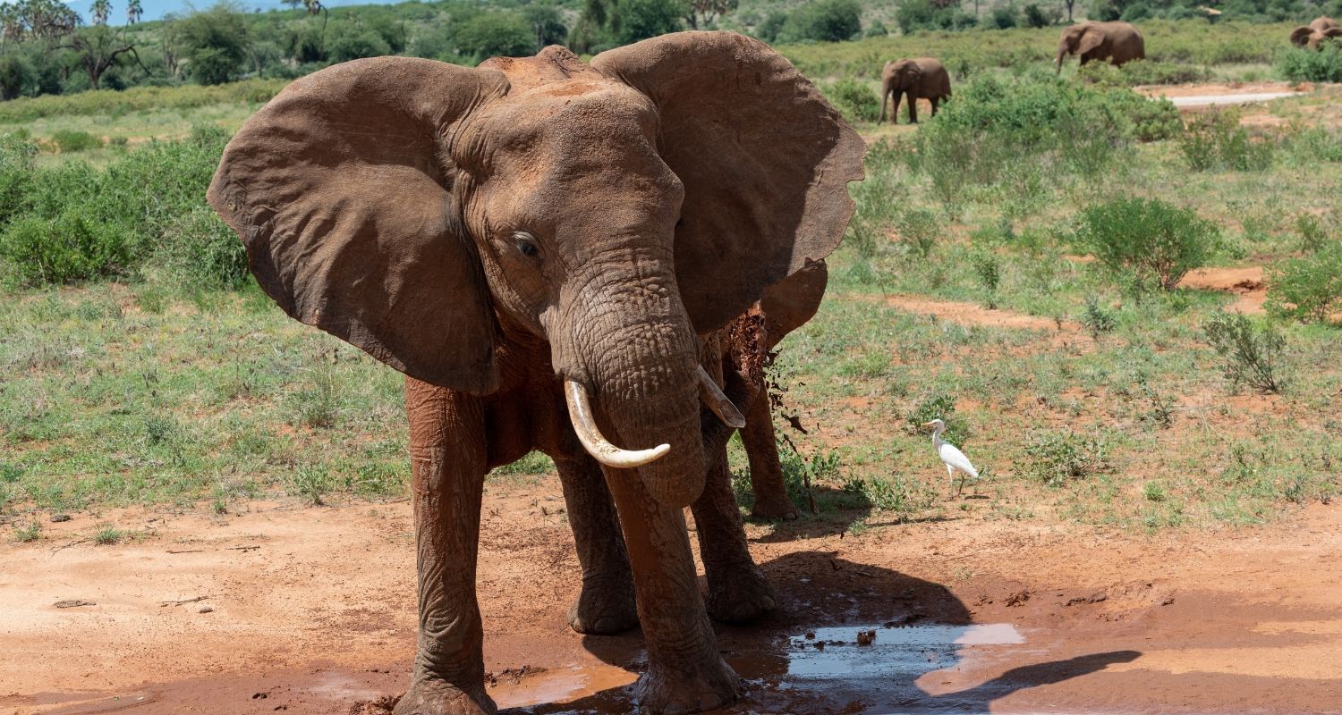 Elephant using dirt to cool off