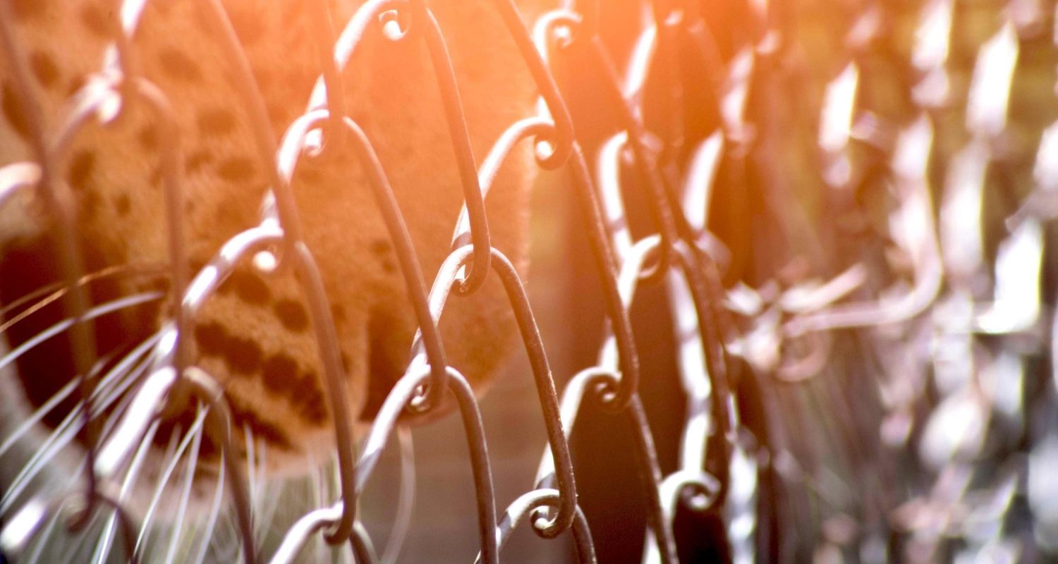 leopards nose leaning against a metal fence
