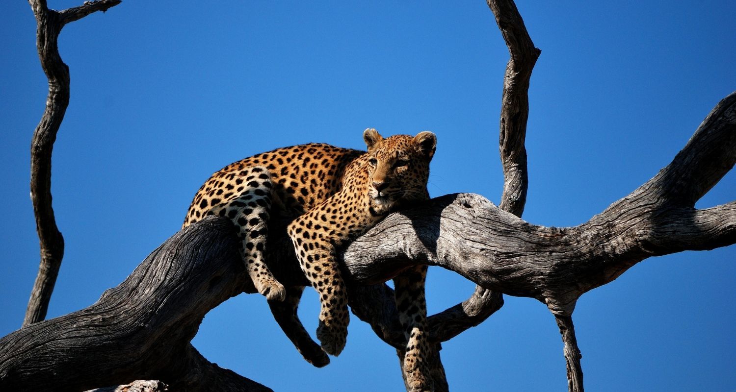 leopard relaxing in a tall tree on a hot day