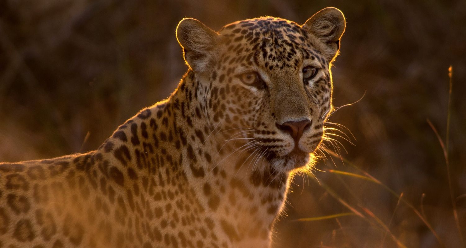 close up of a leopard during the golden hour