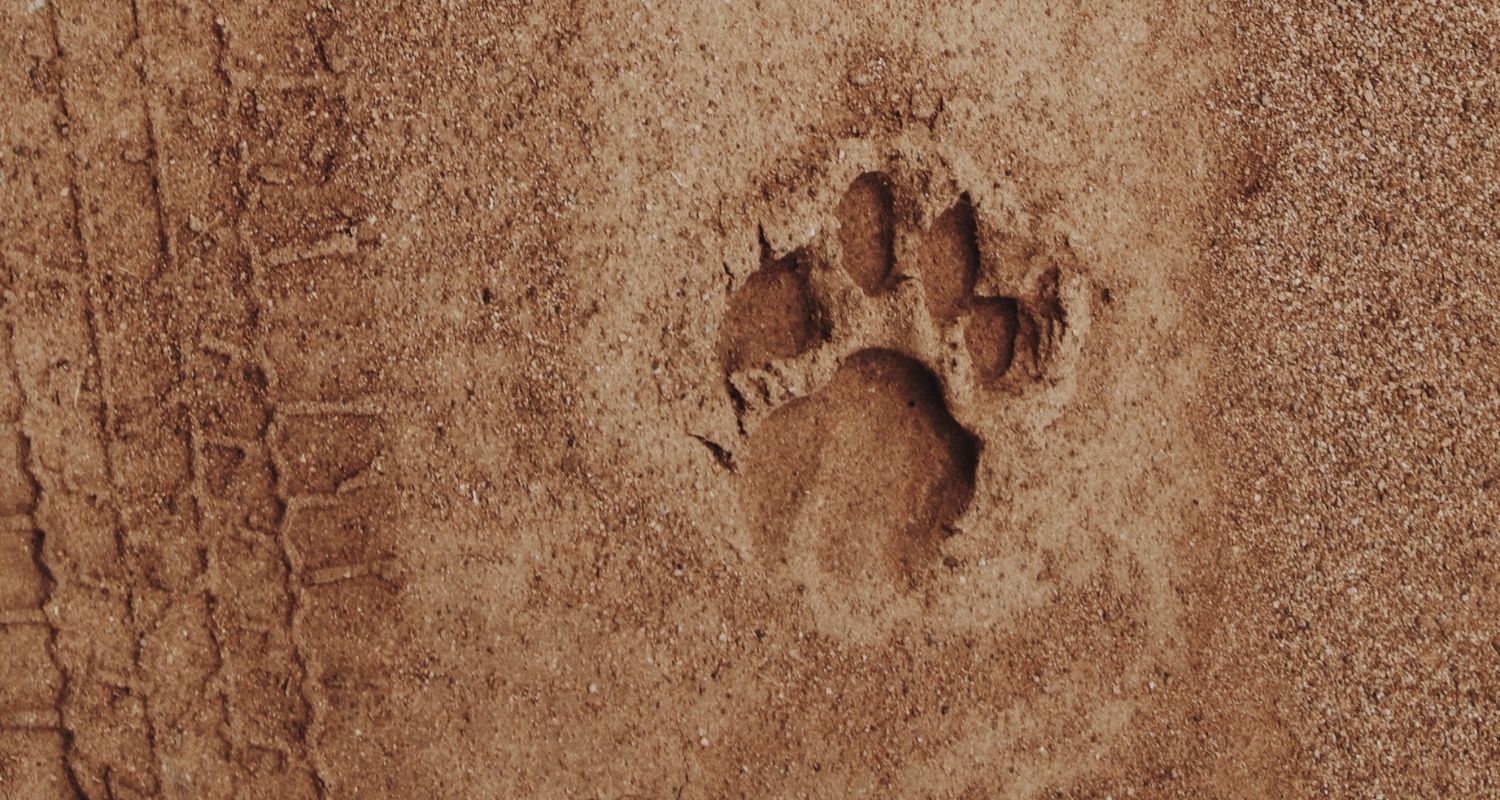 lions paw print in the dirt