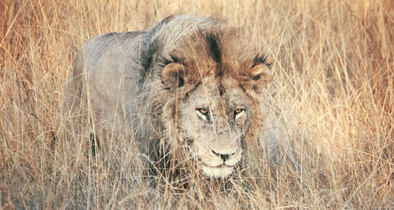 Lion stalking its prey through the tall grass