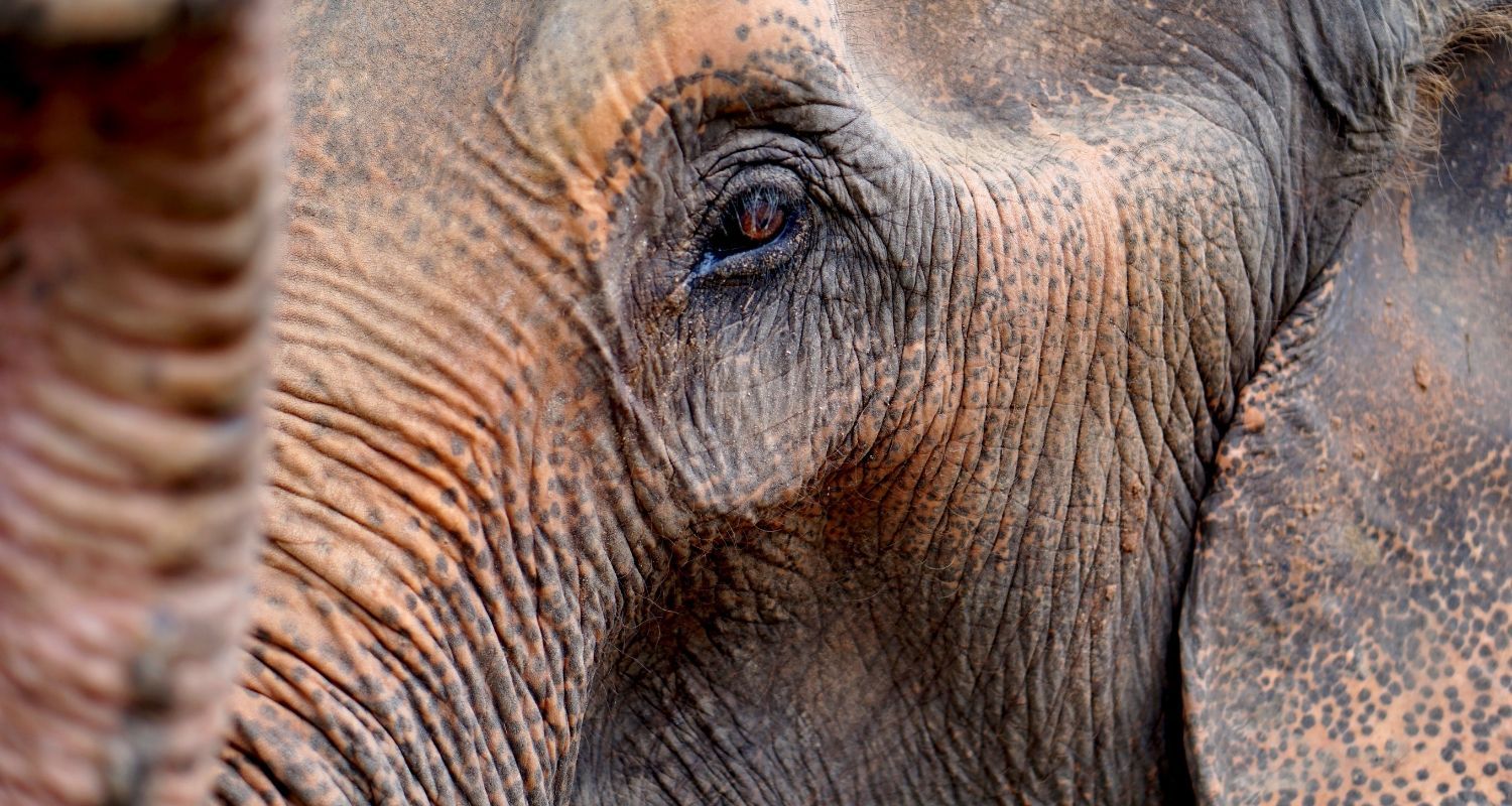 Close up on the dirty elephants face