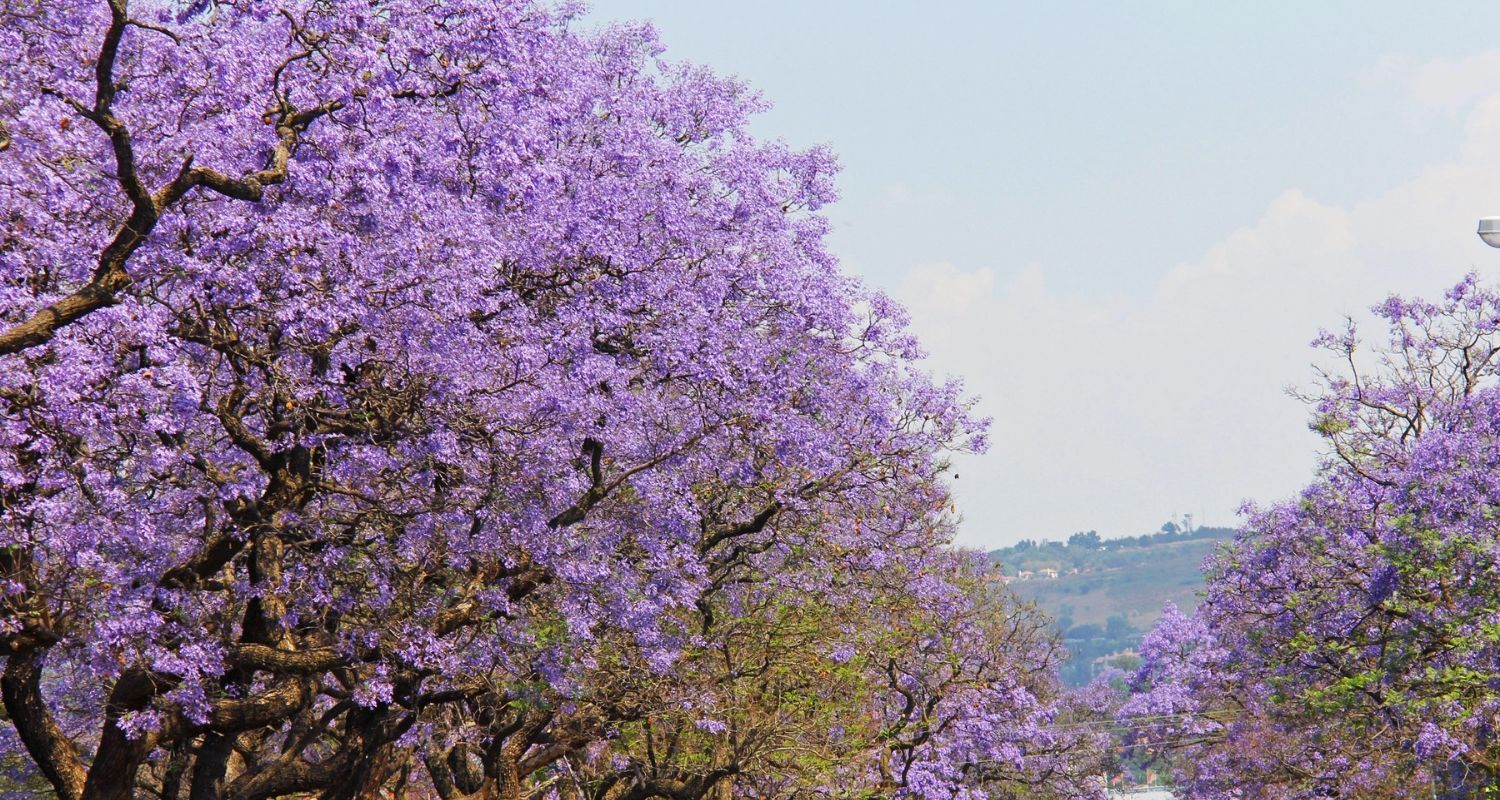 purple blossom trees