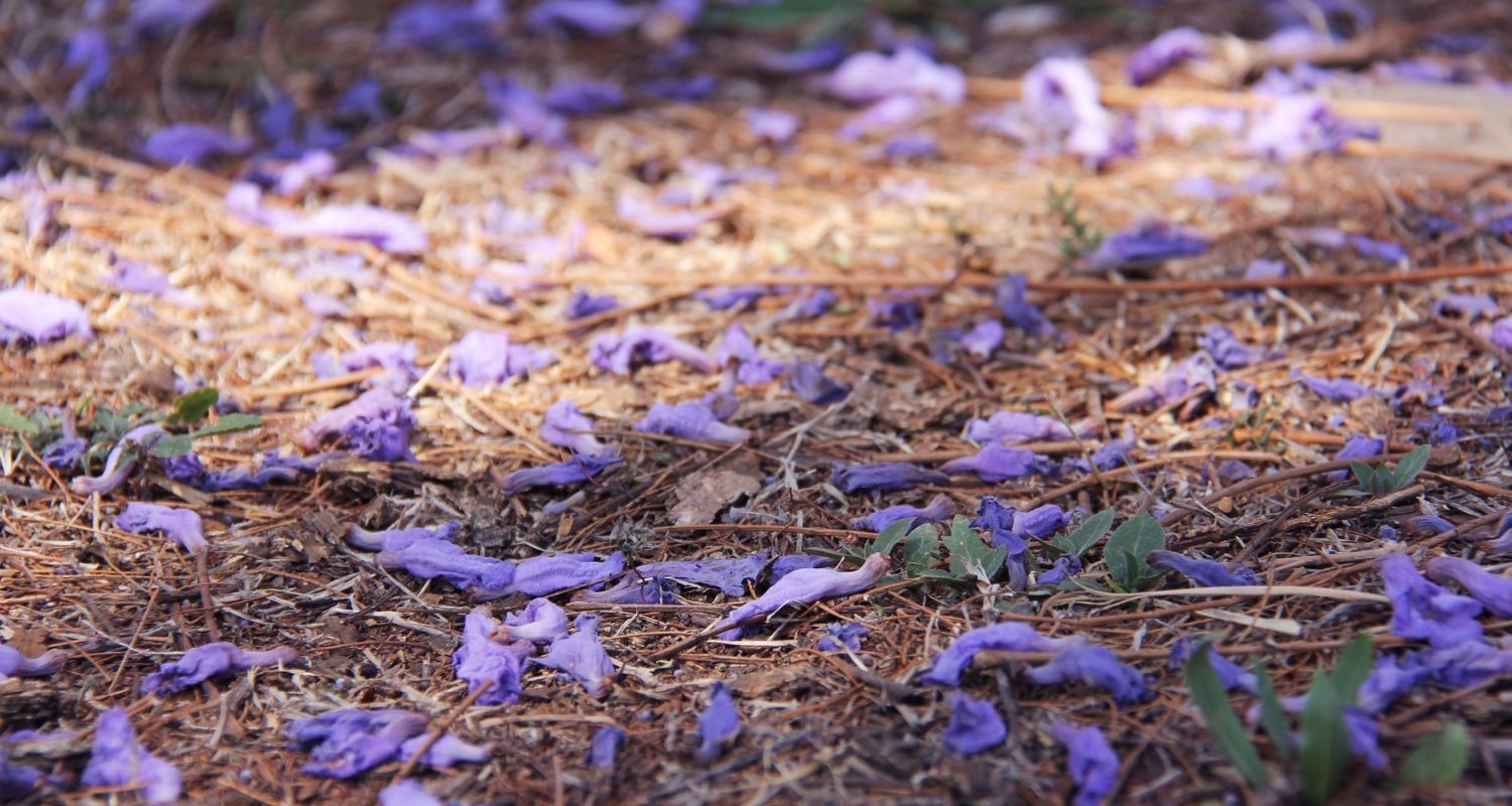 fallen petals from the blossom trees