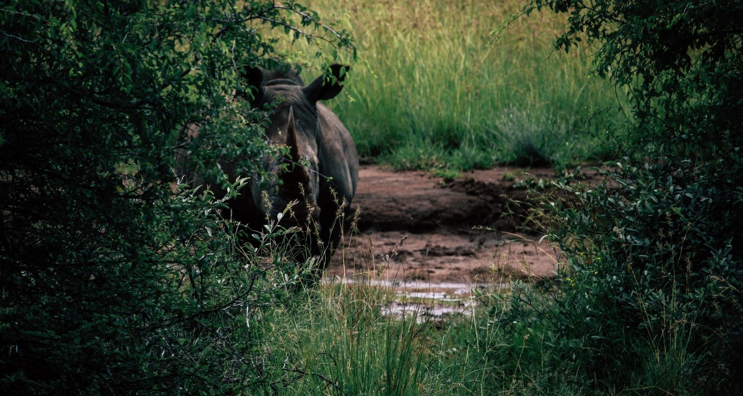 Rhino hiding behind a bush