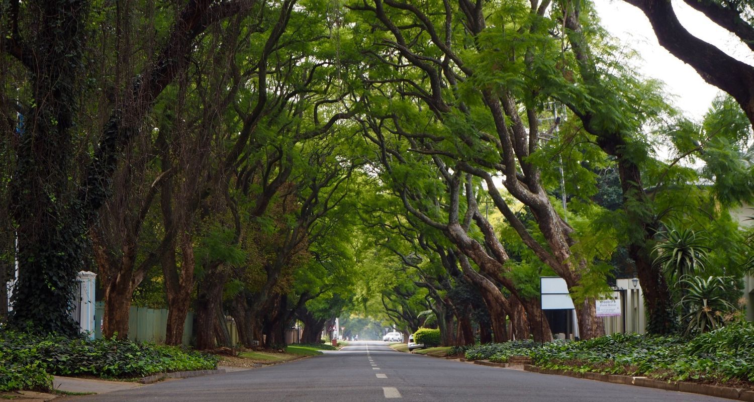 Road leading you through arched trees