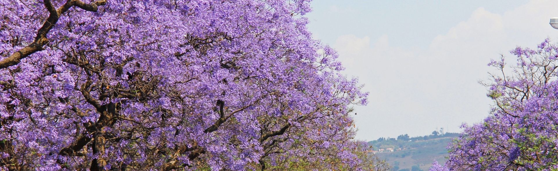 purple flowers in the trees
