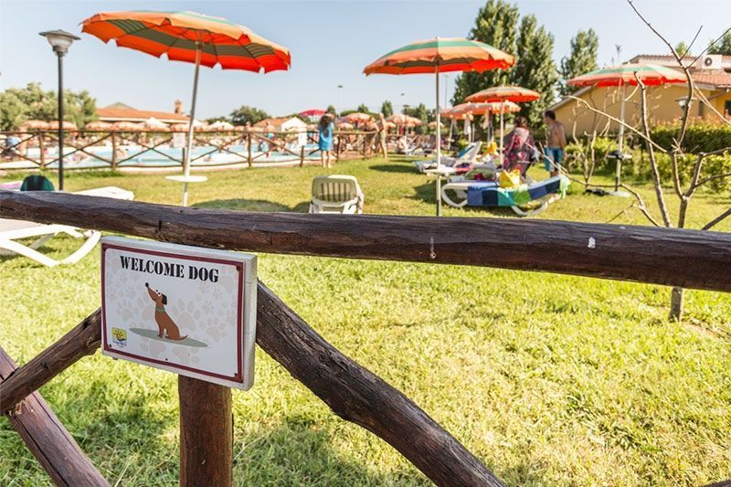 pets are allowed at the hotel