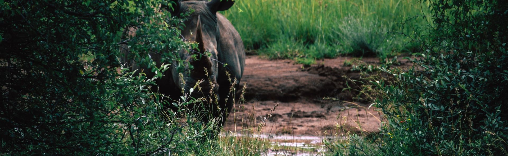 rhino approaching from the bushes