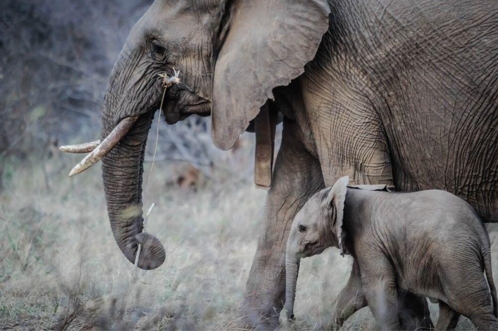 Adult and baby elephant making their way through the grass