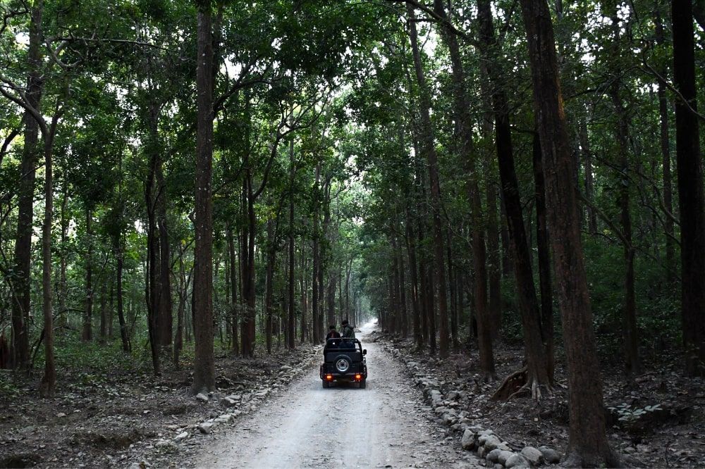 A Jeep travels along a road through the woods