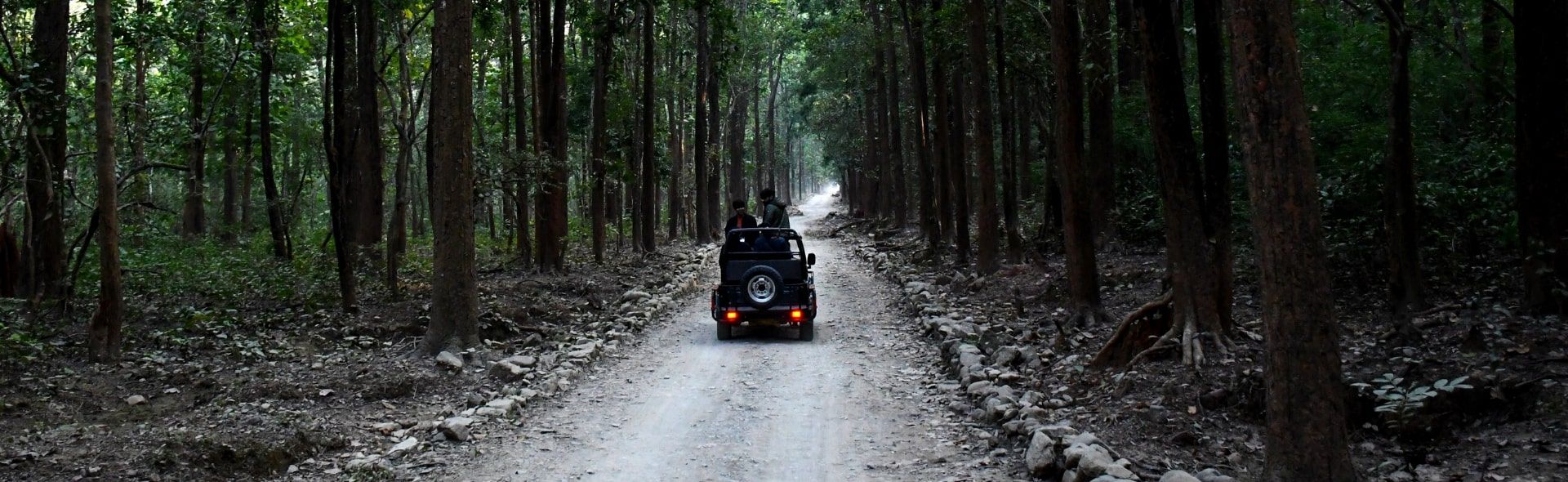 A Jeep ventures further into the forest along a long, narrow road