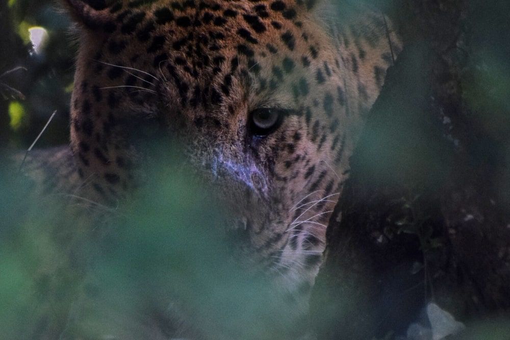 Leopard peering through the leaves to look you in the eyes