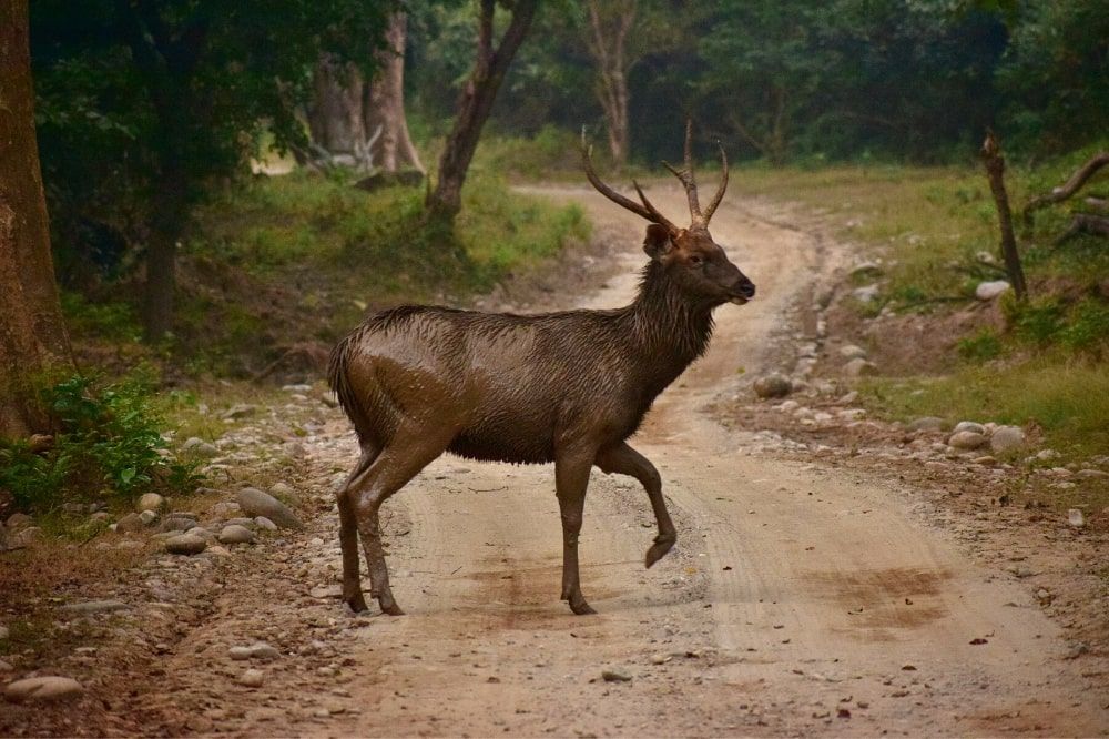 A sambhal deer begins to run when it hears a noise