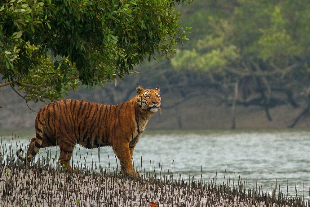 A tiger approaches the lake when it notices something in the distance