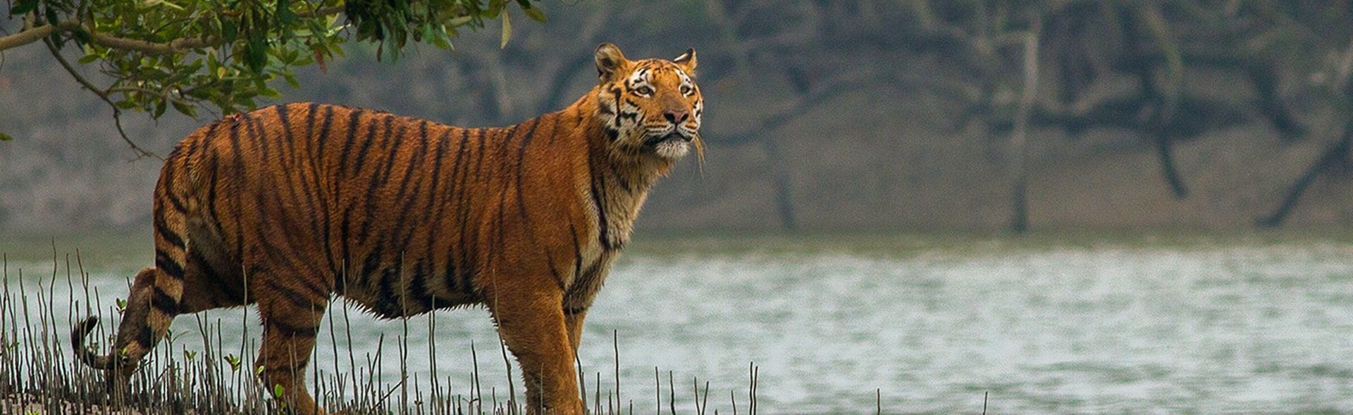 A tiger has approached the lake, when it notices something