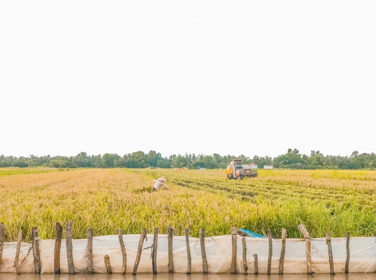 rice paddies being harvested