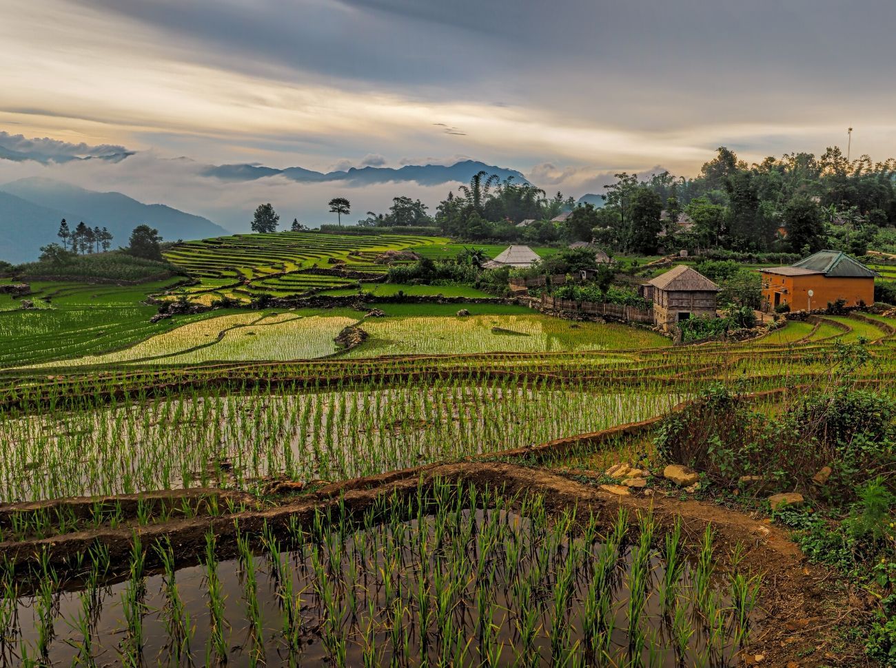 wide open landscape of rice paddies