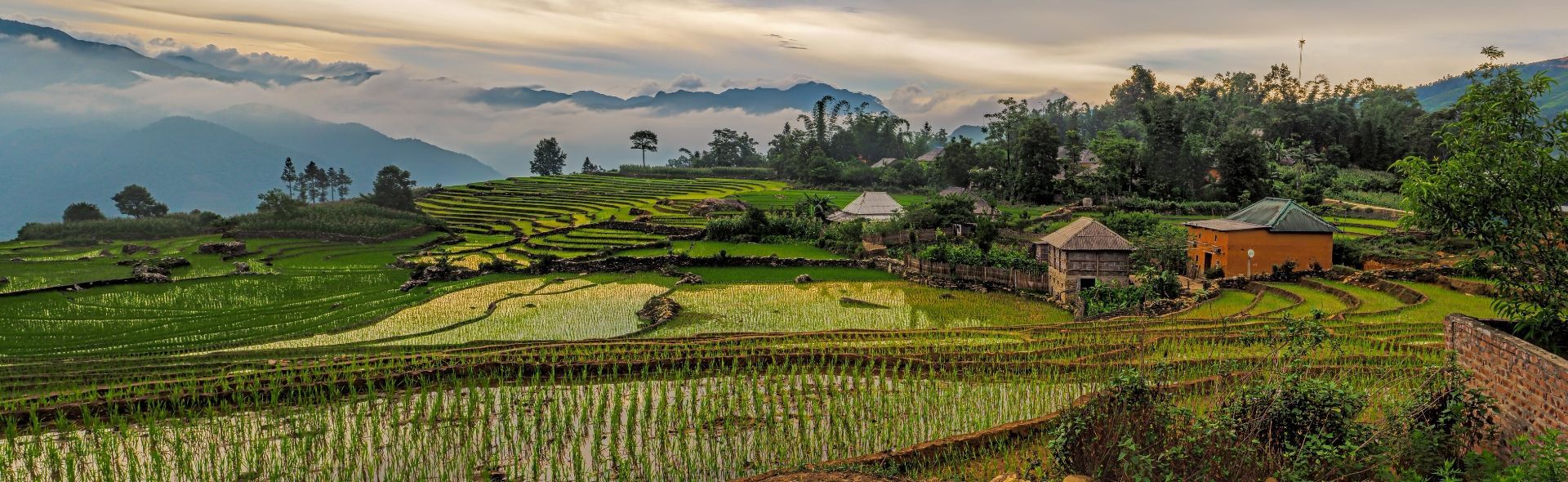 open landscape of rice paddies